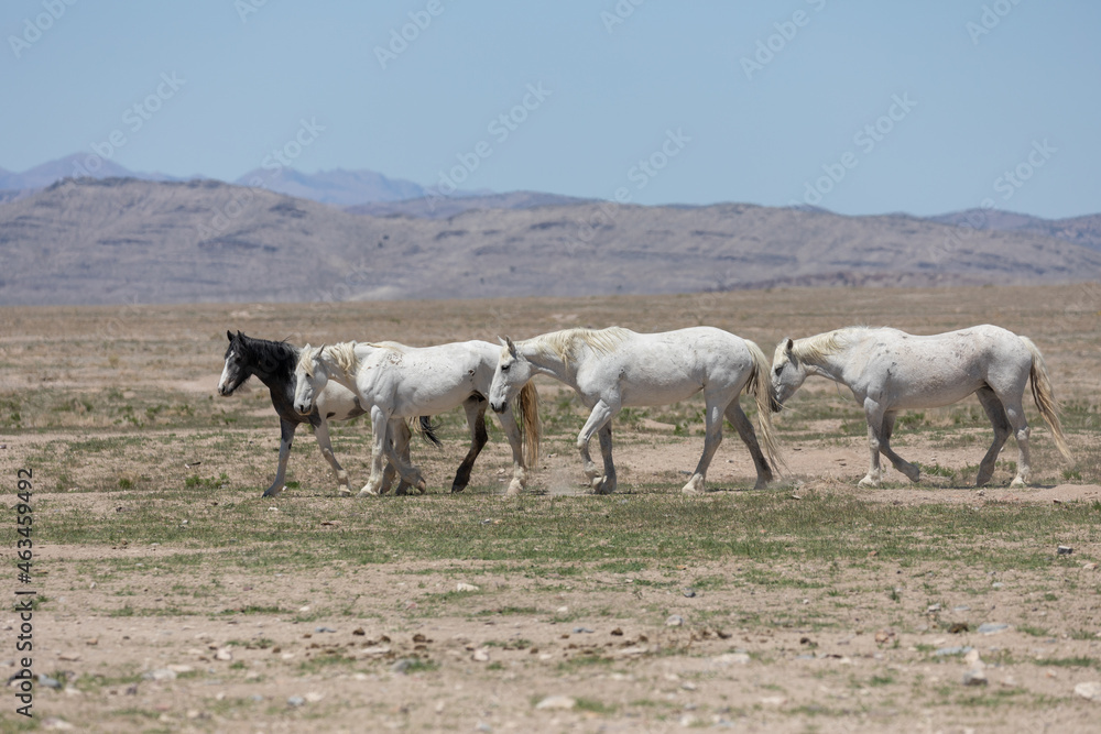 Wild Horses in Spring in the Utah Desert Wild Horses in Spring in the Utah Desert