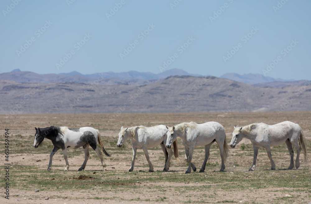 Obraz premium Wild Horses in Spring in the Utah Desert