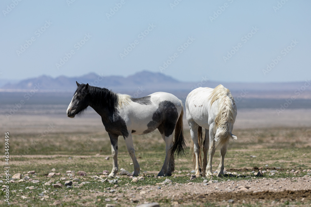 Obraz premium Wild Horses in Spring in the Utah Desert