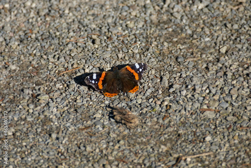 Red admiral butterfly  Vanessa Atalanta  perched on gravel in Zurich  Switzerland