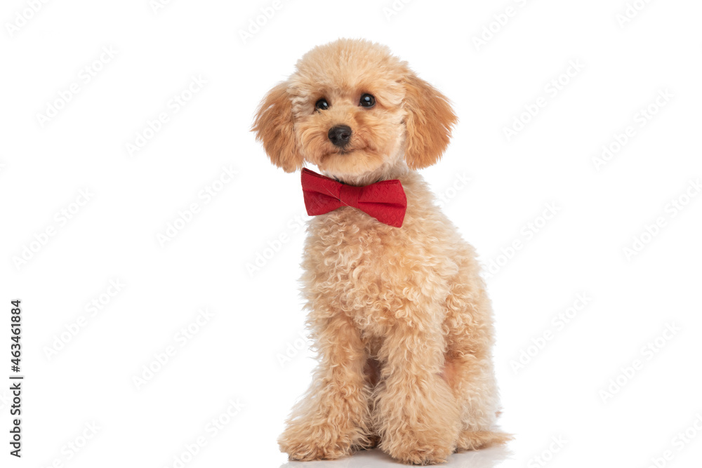 seated little caniche dog wearing a red bowtie seated little caniche dog wearing a red bowtie