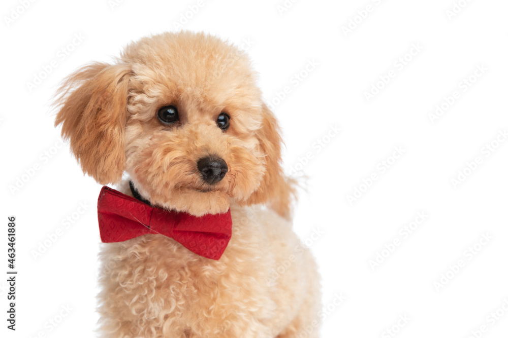 beautiful caniche dog wearing a red bowtie beautiful caniche dog wearing a red bowtie