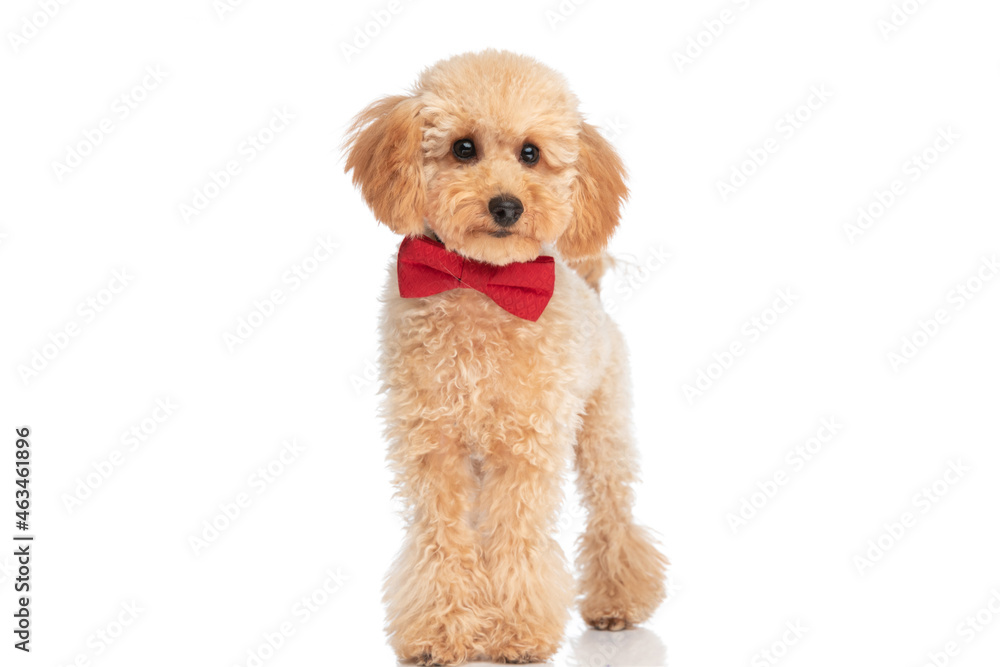 caniche dog wearing a red bowtie and feeling happy caniche dog wearing a red bowtie and feeling happy