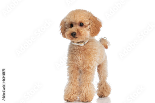 adorable caniche dog wearing a leash and standing