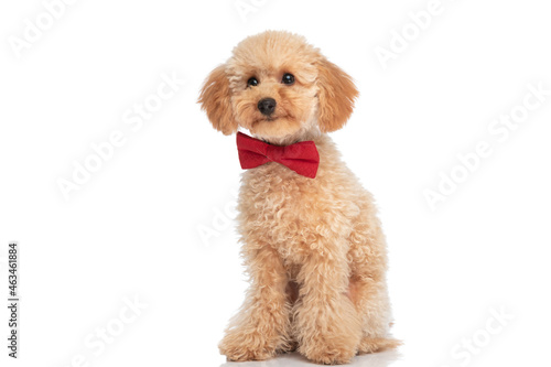 seated little caniche dog wearing a red bowtie