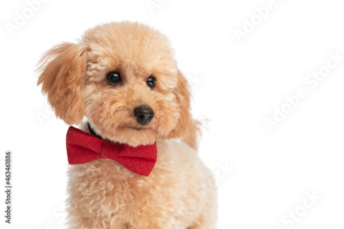 beautiful caniche dog wearing a red bowtie