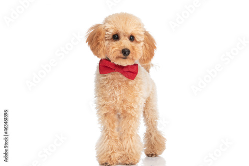 caniche dog wearing a red bowtie and feeling happy