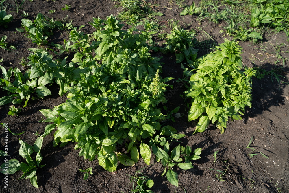 Garden spinach of various ripening periods grows on a plot of land on a sunny summer day. Garden spinach of various ripening periods grows on a plot of land on a sunny summer day.
