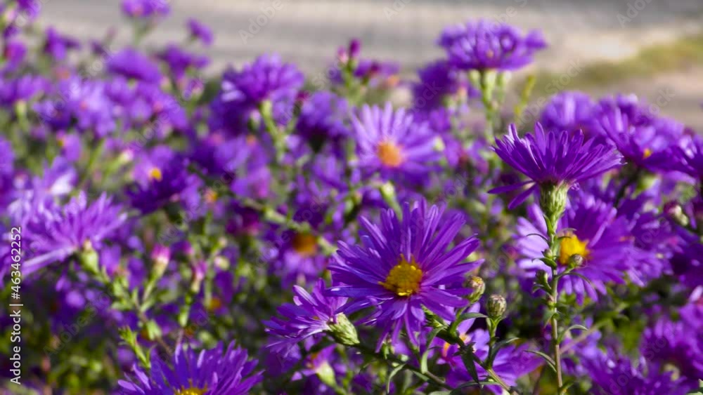 Flowers with purple petals and yellow hearts sway in the wind. B roll Flowers with purple petals and yellow hearts sway in the wind. B roll