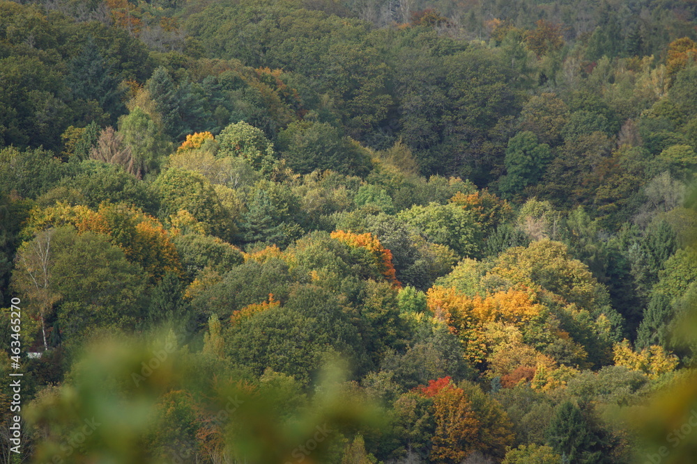 Ein Blick auf einen herbstlichen Wald von oben Ein Blick auf einen herbstlichen Wald von oben