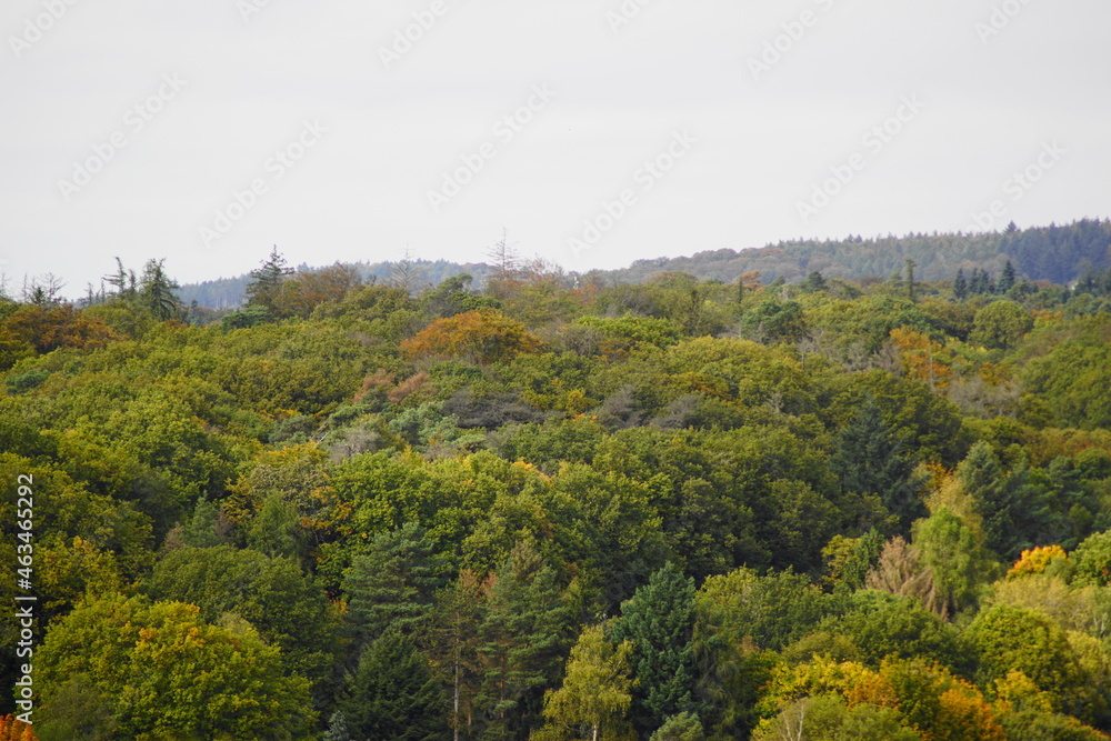 Obraz premium Ein Blick über den Baumwipfeln eines Waldes