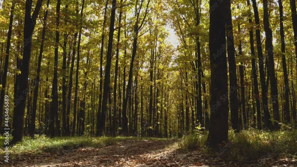 Autumn Forest. The camera slowly descends from the treetops with yellow foliage to the path with fallen leaves Autumn Forest. The camera slowly descends from the treetops with yellow foliage to the path with fallen leaves