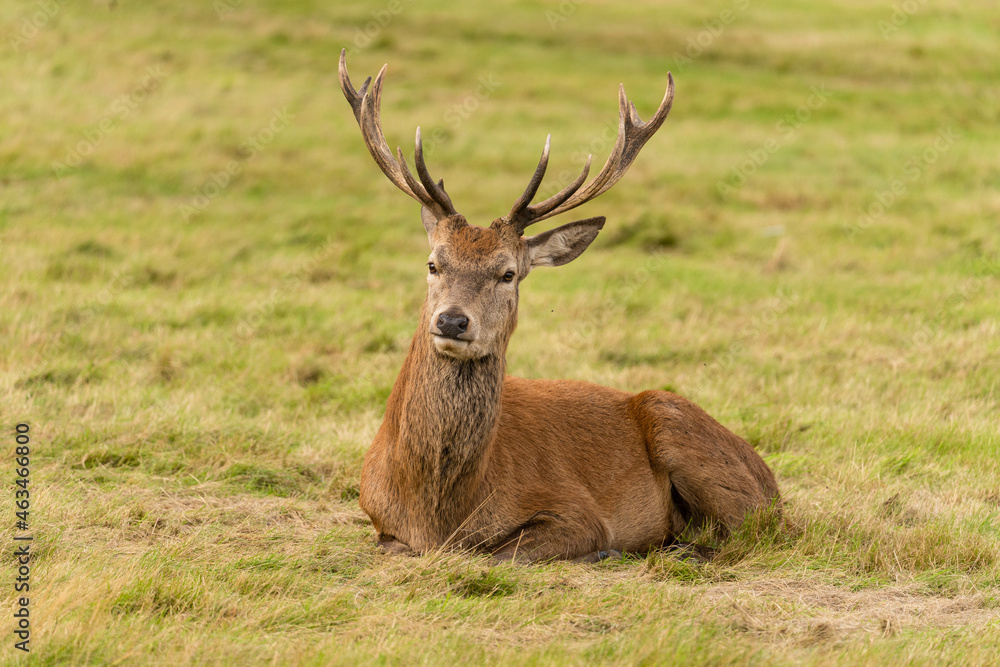 Close-up photo of a young red deer sitting in the grassland during the rutting season in autumn. Close-up photo of a young red deer sitting in the grassland during the rutting season in autumn.