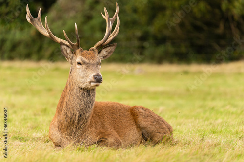 Close-up photo of a young red deer sitting in the grassland during the rutting season in autumn. © Enrique