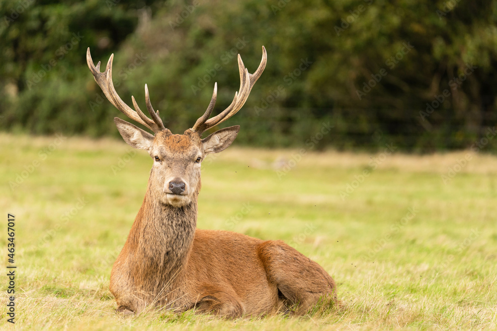 Close-up photo of a young red deer sitting in the grassland during the rutting season in autumn.