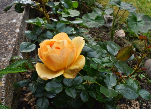 yellow rose in the garden