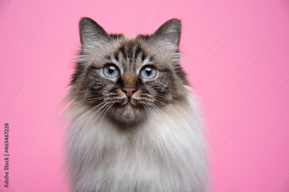 fluffy seal point tabby birman cat with blue eyes portrait on pink background