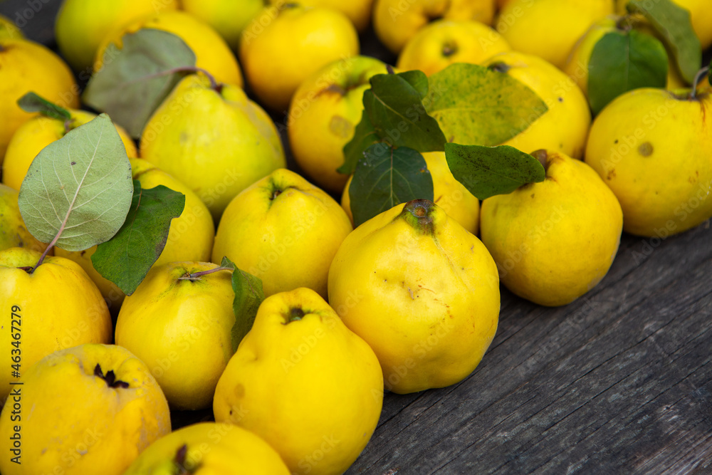 Ripe golden yellow quince fruits isolated on wood background