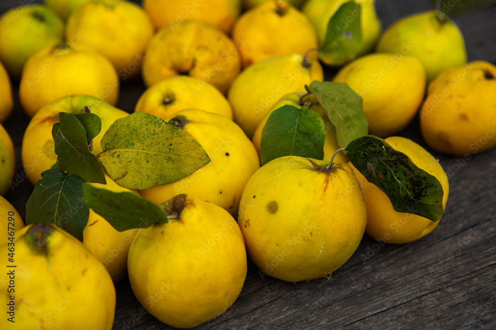 Ripe golden yellow quince fruits isolated on wood background