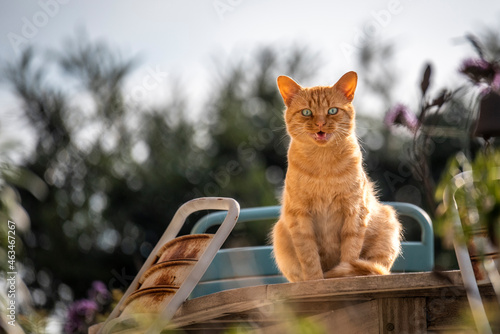 Chat sauvage sur une table © lye