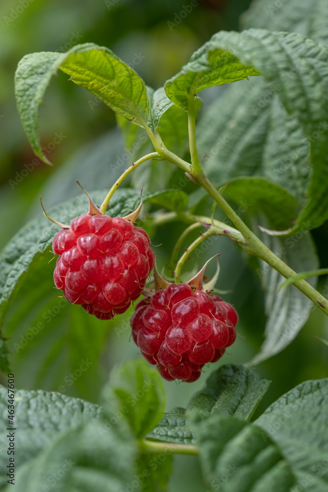 Natural food - fresh raspberries on raspberry. Cluster of ripe raspberry fruit - Rubus fruticosus - on a branch with green leaves Natural food - fresh raspberries on raspberry. Cluster of ripe raspberry fruit - Rubus fruticosus - on a branch with green leaves