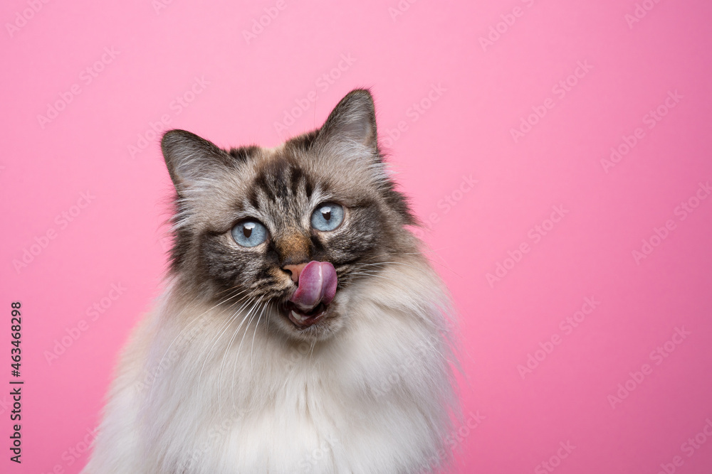 hungry seal point tabby birman cat licking lips on pink background portrait with copy space hungry seal point tabby birman cat licking lips on pink background portrait with copy space