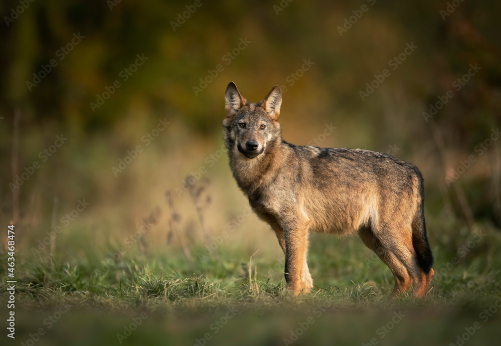 Grey wolf ( Canis lupus ) close up - obrazy, fototapety, plakaty 