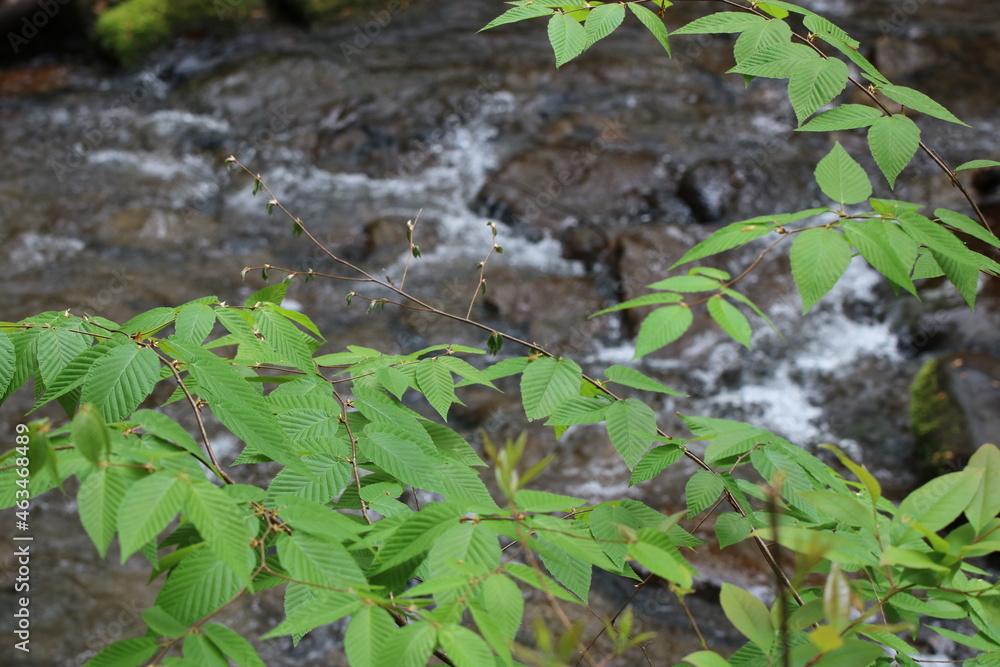 Plant and stream Plant and stream