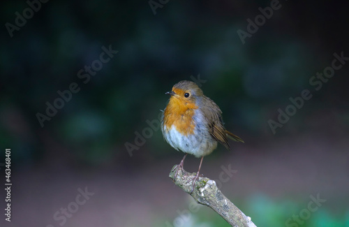 Cute little robin bird, front view showing orange red feathers, perched with blurred dark background."Erithacus rubecula". Dublin, Ireland