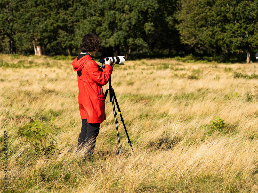 Young woman taking photos with a telephoto lens of wildlife during the deer rutting season in autumn