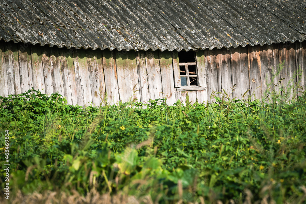 An old dilapidated building of a village barn with a small window. Green grass all around. Belarusian village. An old dilapidated building of a village barn with a small window. Green grass all around. Belarusian village.