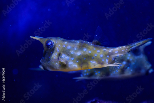 macro Lactoria cornuta Linnaeus fish