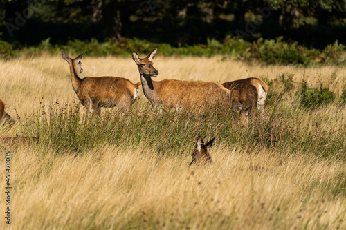 Wallpaper Mural Photo of a red deer protecting hinds from other males that are trying to mate with them during rutting season. Torontodigital.ca