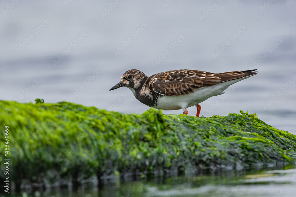 Ruddy Turnstone (Arenaria interpres) feeding on seaweed by the sea Ruddy Turnstone (Arenaria interpres) feeding on seaweed by the sea
