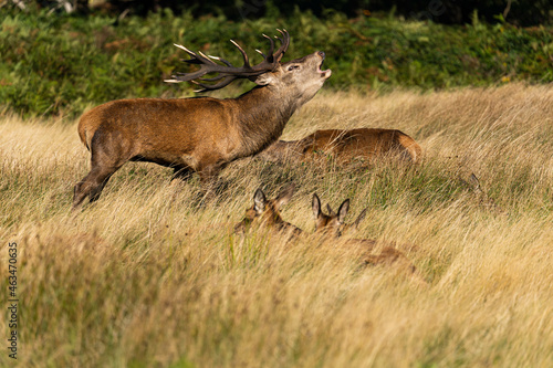 Fototapeta Naklejka Na Ścianę i Meble -  Photo of a red deer protecting hinds from other males that are trying to mate with them during rutting season.