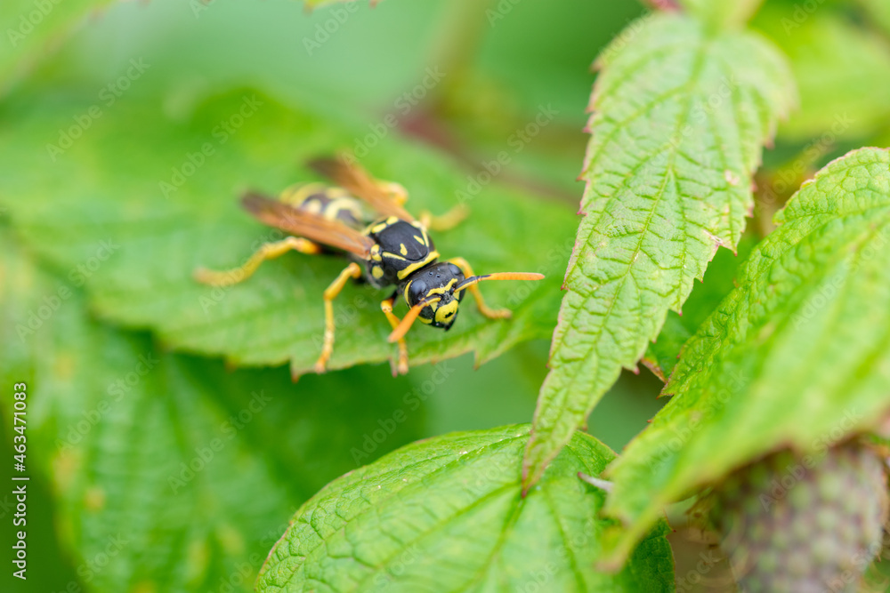 Macro shot of wasp (Vespula germanica) sitting on green raspberry leaf Macro shot of wasp (Vespula germanica) sitting on green raspberry leaf