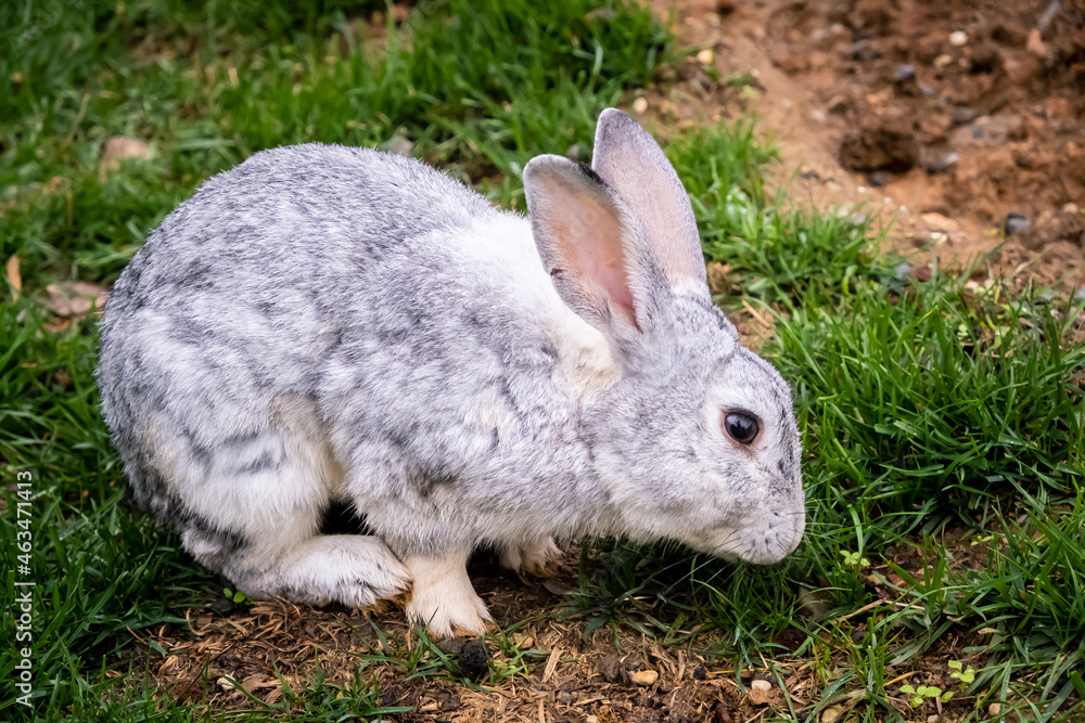 A grazing gray rabbit. A cute gray rabbit in the forest. Close up, selective focus. A grazing gray rabbit. A cute gray rabbit in the forest. Close up, selective focus.