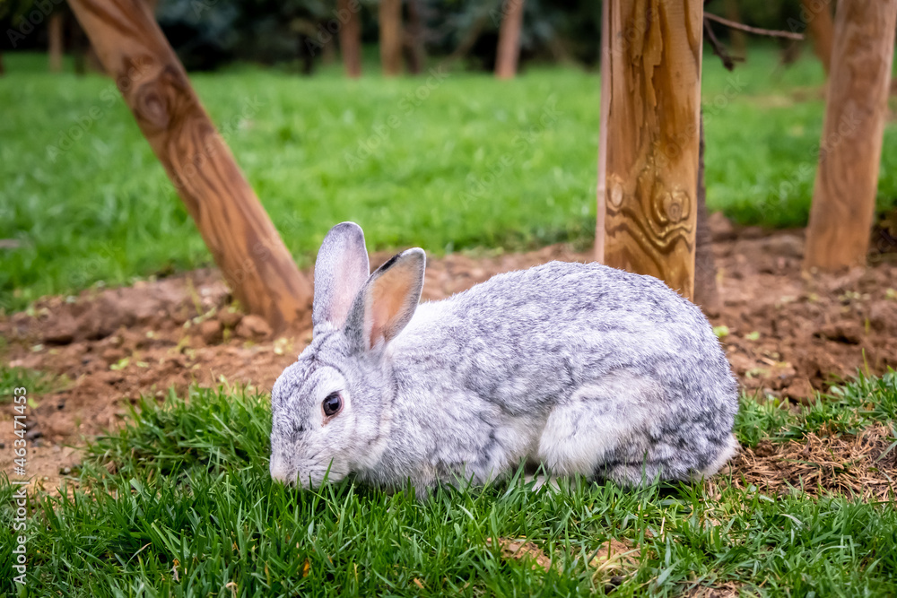Fototapeta premium A grazing gray rabbit. A cute gray rabbit in the forest. Close up, selective focus.