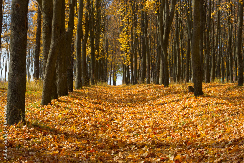 the forest path is covered with yellow leaves