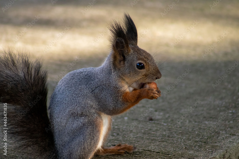 Fototapeta premium squirrel in the park