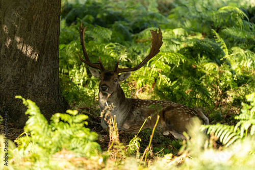 Photo of a fallow deer sitting under the top of a tree to hide from the sun during the hottest hours of the day © Enrique
