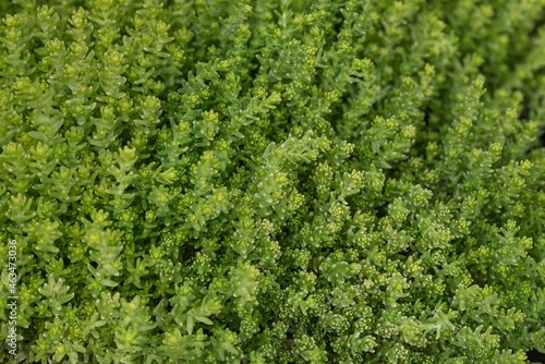 Sedum acre or green pampajarito plant