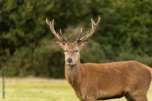 Close-up photo of a young red deer searching for hinds that are not mating with other males so he can procreate during the rutting season in autumn.