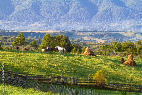 Landscape and horses