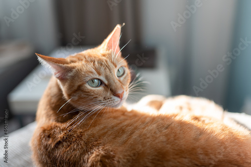 brown tabby cat lying on a sofa under the light of the window, looks back