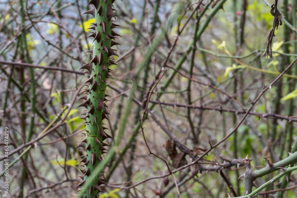 Selective focus to the thorny branch of a bramble. Selective focus to the thorny branch of a bramble.