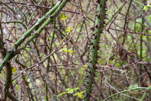 Selective focus to the thorny branch of a bramble. 