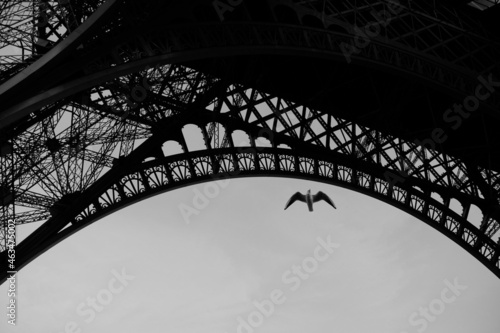 Eiffel tower structure black and white with birds in the sky. © Dmitry Zhukov