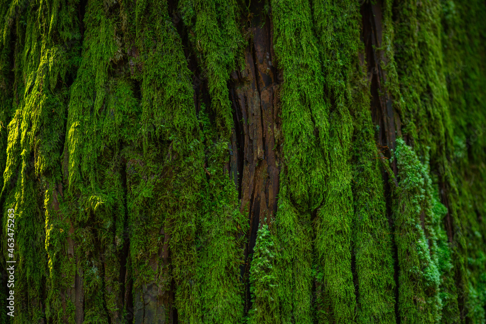 moss grows in a botanical garden in Batumi moss grows in a botanical garden in Batumi