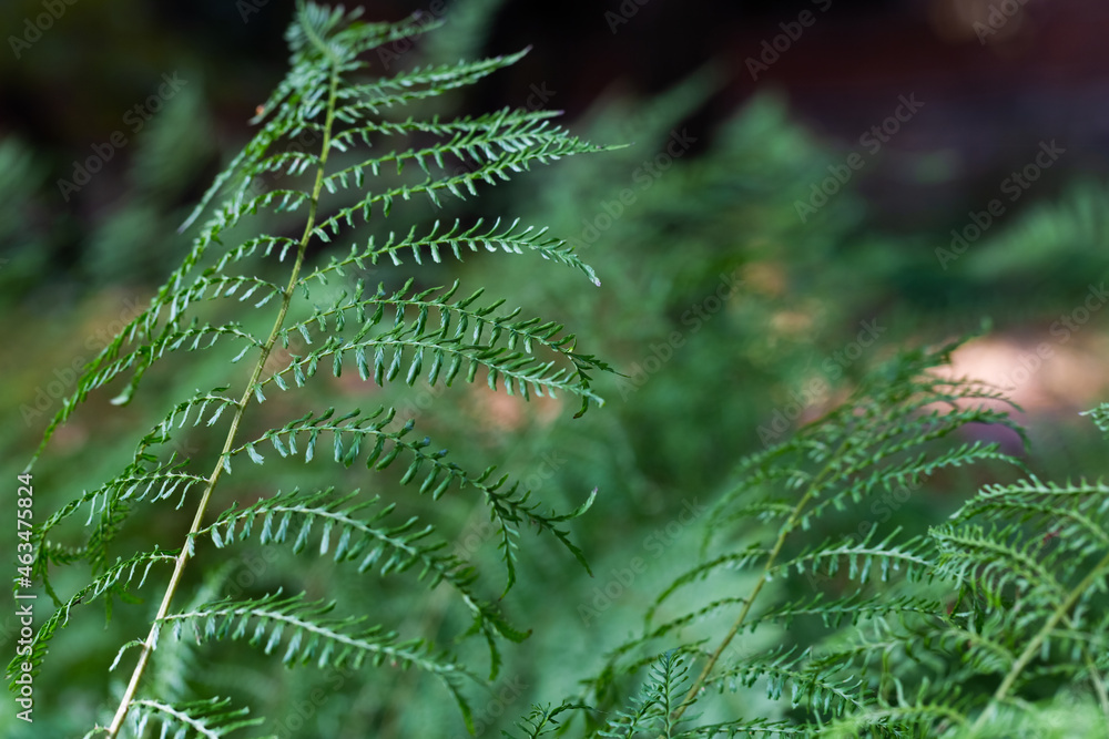 Green fern leaves close-up. Bright sunny view. Abstract beautiful natural background. Floral design. Macro fern frond
